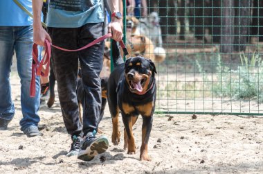 Eğitim yerinde köpekler tarafından özel test teslimat. Köpek Federasyonu