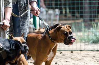 Eğitim yerinde köpekler tarafından özel test teslimat. Köpek Federasyonu