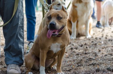 Eğitim yerinde köpekler tarafından özel test teslimat. Köpek Federasyonu