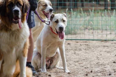 Eğitim yerinde köpekler tarafından özel test teslimat. Köpek Federasyonu