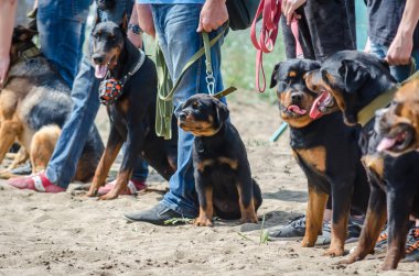 Rottweilers eğitim platformunda sınav için sırada bekleyecek. Köpek Federasyonu
