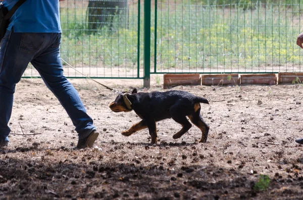 Der Kleine Rottweiler Zeigt Sich Hartnäckig Unwillig Der Aufforderung Des — Stockfoto