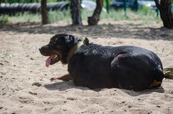 Rottweiler Dog Lies Training Pad Training Making Commands Companion Dog — Stock Photo, Image