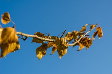 Parlak mavi gökyüzünün arka planına karşı sarı çarşaflı bir ağacın dalı. Seçmeli odak. Bulanık -lık