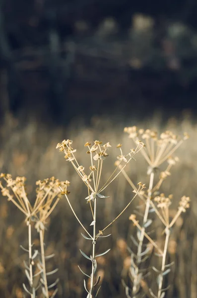 Helle Stiele Von Wildkräutern Der Sonne Weicher Hintergrund Selektiver Fokus — Stockfoto