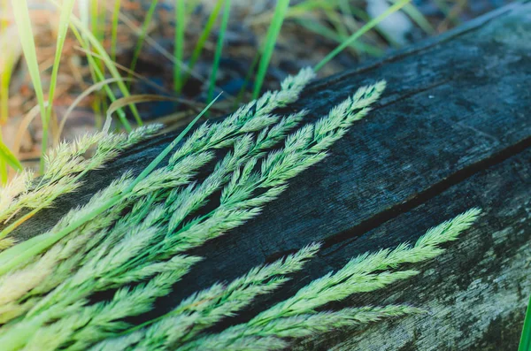 Stacheln Von Wildkräutern Liegen Auf Einem Alten Trockenen Baumstamm Weiche — Stockfoto