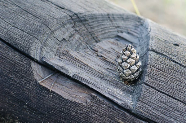 Pequeno Cone Pinho Fica Nicho Antigo Tronco Árvore Cortado Com — Fotografia de Stock
