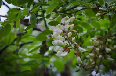 Bahar ormanı akasya çiçeklenme. Bal arıları bal için nektar toplamaya hazırlanıyor. Seçici odaklama.
