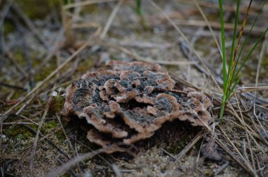Birçok teneke mantar yakın. Yumuşak odaklama