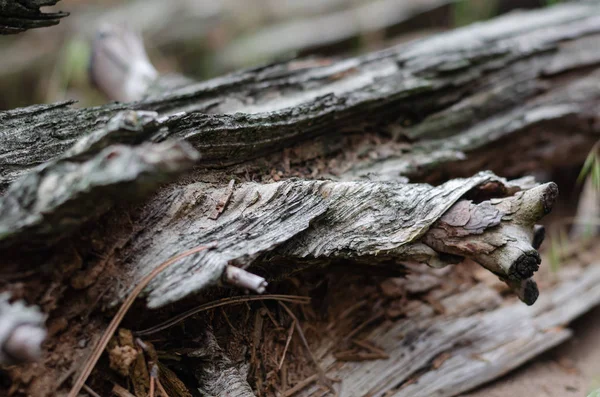 The texture and structure of the tree on the rotten log. Lines and bends of fibers along the trunk around the knot.