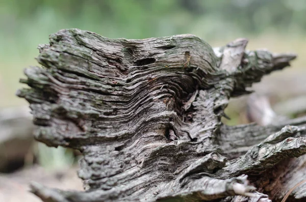 Wavy structure of an old tree. Close-up. Selective focus