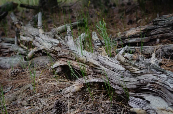 Tronco Árvore Podre Fica Meio Floresta Chão Linhas Ramos Fibras — Fotografia de Stock