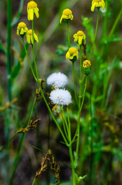 Gelbe Blüten Und Weiße Löwenzahnknospen Ein Feld Mit Wildem Gras — Stockfoto