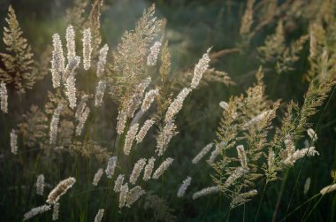 Yabani otlar bir yaz alanının arka planda sabah güneş ışığında Parlak net spikelets. Yumuşak odaklama