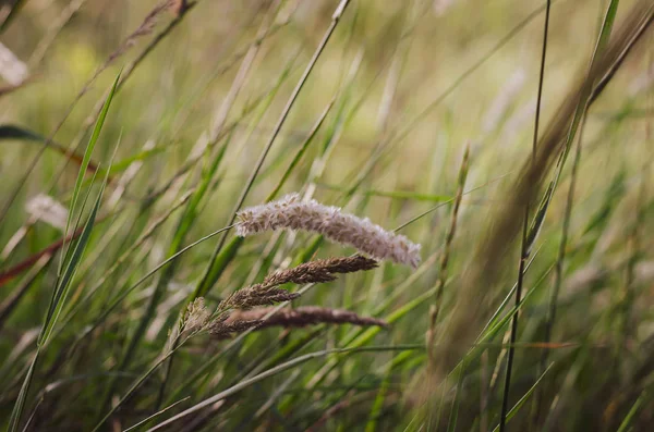 Ljusa Klara Spikelets Morgon Solljus Bakgrunden Sommar Fält Vilda Örter — Stockfoto