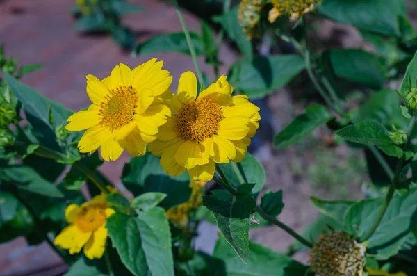 Flores Amarelas Guizotia Abyssinica Sob Luz Solar Quente Close Foco — Fotografia de Stock