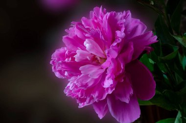 Tek yemyeşil, pembe şakayık çiçeği yakından. Fotokopi alanı olan güzel bir çiçek arkaplanı. Göz hizasında atış. Bulanık arkaplan.