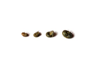 Beyaz arka planda farklı boyutlarda dört Ixodidae. Kan emici kenelerin farklı aşamaları. Parazitler. Lyme hastalığı, sefalit. Yakın plan..