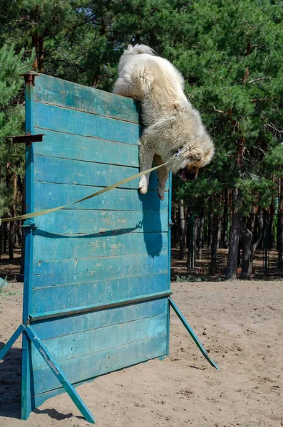 Training dogs to overcome the obstacle course. A large dog of the Caucasian Shepherd breed jumps over a two-meter wooden fence. Classes at a special training ground.