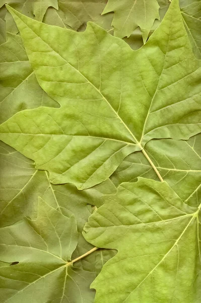 Feuilles Vertes Platane Cadre Complet Feuilles Fraîches Différentes Tailles Vue — Photo