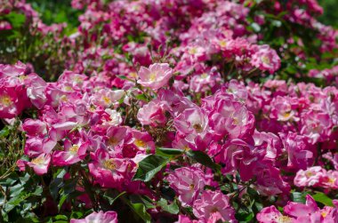 Çayı olan Bush güneşte gül çiçeği. Pembe solmuş çiçekler. Doğal arka plan. Seçici odak.