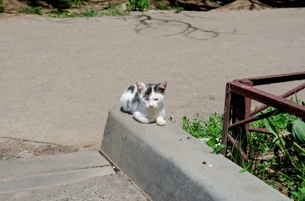 一只右眼酸痛的街头小猫 在城市街道上的阳光下 两只色调的小猫在晒太阳 无家可归的动物 有选择的重点 — 图库照片