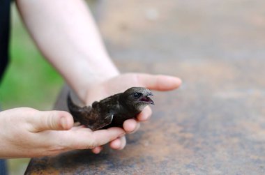 Dişi eller vahşi doğada bir kuş kırpması bırakır. Serbest uçuştan bir dakika önce hızlı kuş. Hayvanlara sevgiler. Seçici odak.