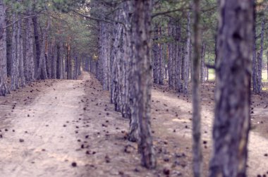 Yanlarındaki çam ağaçlarının arasında, ormanda bir patika. İlk gün ışığında sabah ormanı. Yürürken ya da koşarken. Sağlıklı bir yaşam tarzı. Seçici odak.