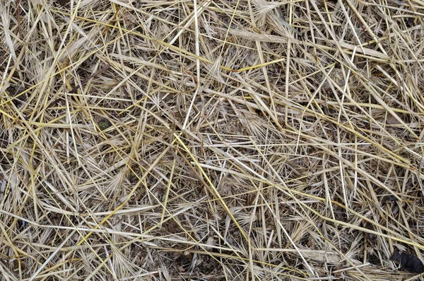 Texture Dry Straw Detailed Shot Yellow Dry Grass Lying Chaotically — Stock Photo, Image