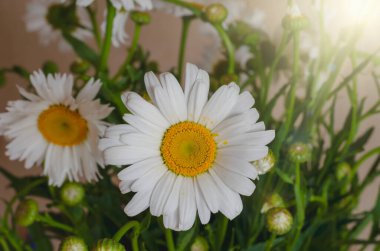 Kapalı bir masada bir buket beyaz papatya. Pencereden sabah ışınları güzel beyaz çiçeklere düşer. Yakın plan. Seçici odaklanma. Boşluğu kopyala.