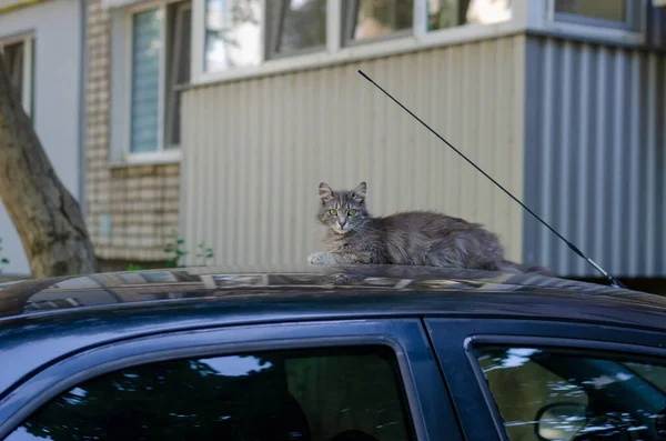 Mezcla Raza Gato Encuentra Techo Coche Gato Gris Lindo Con — Foto de Stock