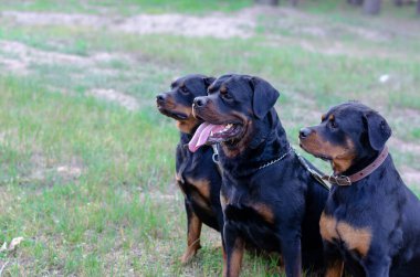 Uzağa bakan üç Rottweiler köpeğinin portresi. Üç Rottweiler yeşil bir çimenlikte oturuyor. Köpek bakıcısı. Seçici odak.