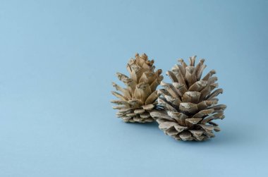 Açık mavi arkaplanda iki kozalak. Noel 'i ve yeni yılı kutluyoruz. Kopyalama alanı olan minimal arkaplan. Seçici odak.