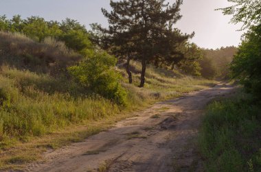 Orman yolunda yaz gündoğumu. Çam ormanına giden kumlu yolda güneşin ilk ışınları. Tepelerin arasında sarsıcı bir yol. İnsanlar olmadan.