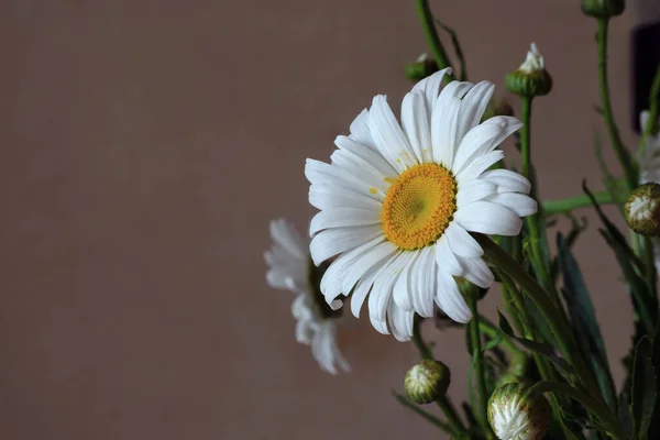 Buquê Margaridas Brancas Uma Mesa Casa Close Belas Flores Brancas — Fotografia de Stock