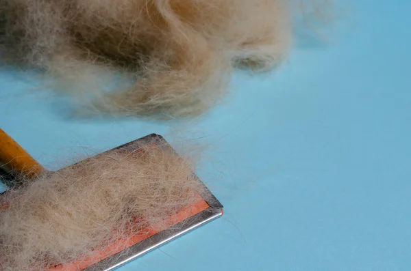 Pile of dog hair and metal hairbrush on light blue background. The long coat of red dog. Grooming services. Selective focus.
