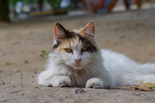 Retrato Gato Rua Tricolor Deitado Chão Gato Sem Abrigo Aproveitar — Fotografia de Stock