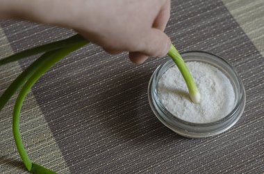 Erkek el tuzu tuzlukta salatalık soğanı. Yetişkin beyaz bir erkeğin ellerinde çiğ soğan. Yaşam tarzı. Seçici odak.