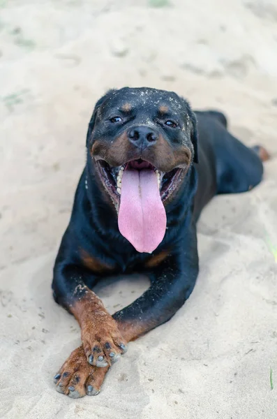 Portrait Dog Breed Rottweiler Lying Sand Large Male Crossed Forelegs — Stock Photo, Image