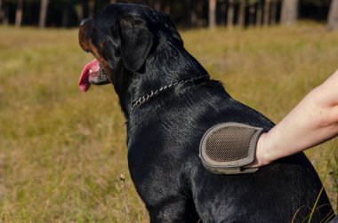 Rottweiler köpeğine bakıyorum. Köpeğinin tüylerini diken diken eden yetişkin bir kadının kürkünü dışarı çıkartmak için. Evcil hayvanın tenine özel bir eldiven takıp masaj yapıyor..