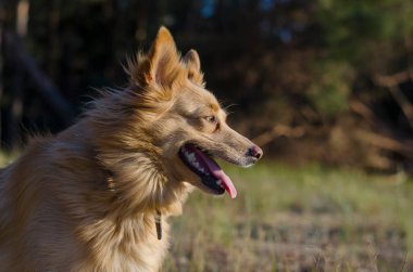 Açık havada neşeli kırmızı melez bir köpeğin portresi. Uzun saçlı, ağzı açık bir köpek ilgiyle mesafeye bakar. Hayvanlara sevgiler. Seçici odak.