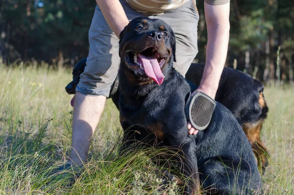 Yetişkin bir adam özel bir eldivenle Rottweiler köpeğini tarayıp masaj yapıyor. Köpeğin kürkünü dışarıda fırçalıyorum. Köpek bakımı.