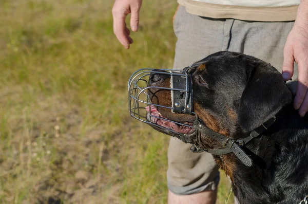 Portrait of a Rottweiler dog in a metal muzzle. The pet sits next to the man and looks into the distance. Service dog breeding. Outdoor dog training. Part of a series