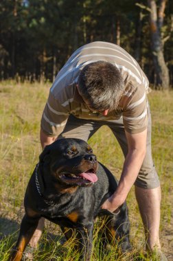 Yetişkin bir adam özel bir eldivenle Rottweiler köpeğini tarayıp masaj yapıyor. Köpeğin kürkünü dışarıda fırçalıyorum. Köpek bakımı.
