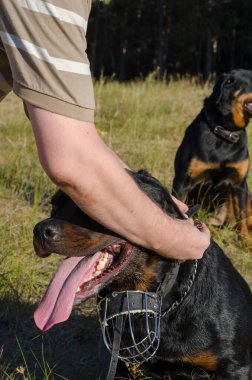 Yetişkin bir erkek Rottweiler köpeğinin boynuna deri bir tasma bağlar. Evcil hayvan itaat ederek oturur. Servis köpeği yetiştiriciliği. Açık hava köpek eğitimi. Bir serinin parçası