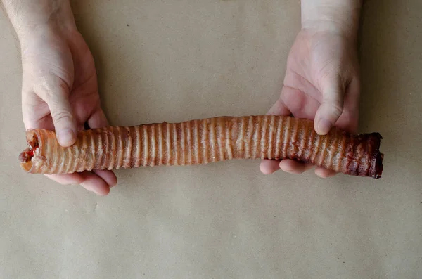 Χέρια Ενός Ενήλικου Καυκάσου Που Δείχνει Μεγάλη Αποξηραμένη Τραχεία Βοδινού — Φωτογραφία Αρχείου