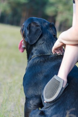 Rottweiler köpeğine bakıyorum. Köpeğinin tüylerini diken diken eden yetişkin bir kadının kürkünü dışarı çıkartmak için. Evcil hayvanın tenine özel bir eldiven takıp masaj yapıyor..