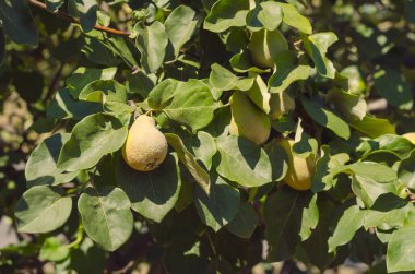 Close-up of young pear-shaped quince (Cydonia oblonga) unripe fruit. Growing  on a tree in home garden in August. Hairy peel pome fruit. Gardening. clipart