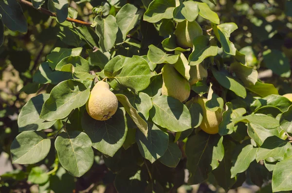 Primer Plano Del Membrillo Joven Forma Pera Cydonia Oblonga Fruto — Foto de Stock