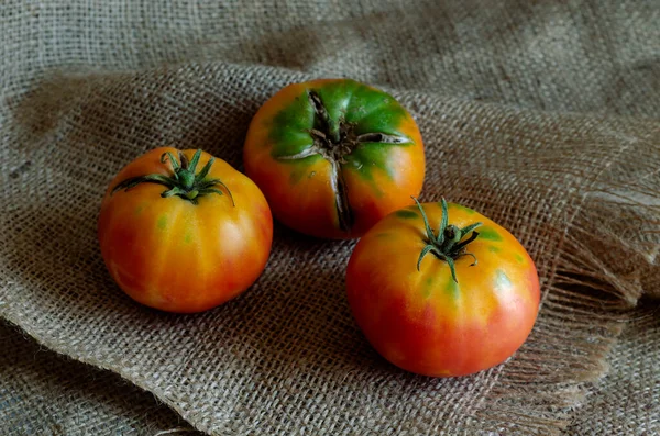 三个成熟的黄色西红柿在袋子上 展示了一种特殊的西红柿 种植蔬菜 Agribusiness 有选择的重点 — 图库照片